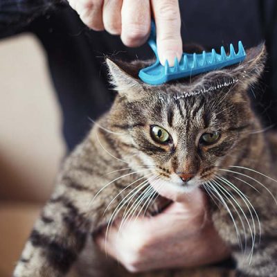 Grooming Brush