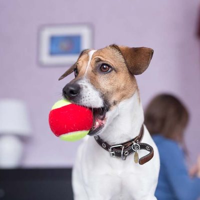 chien jouant avec une balle- Educ molo