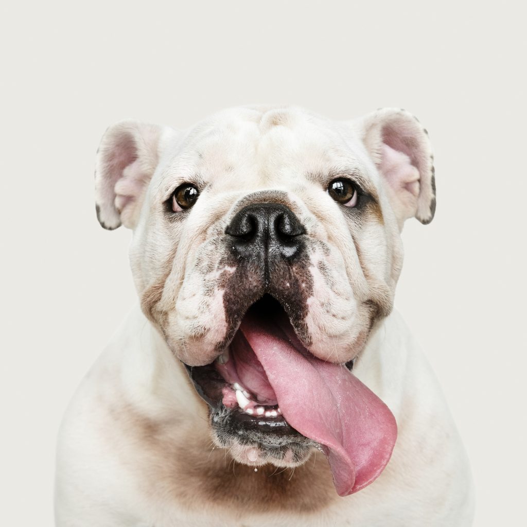 Un joli bulldog - Educ Molo - éducateur canin 95 Val d'oise