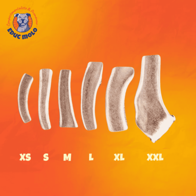 Bois de cerf tranché pour chien – tailles XS à XXL, friandise naturelle de mastication adaptée à tous les gabarits.