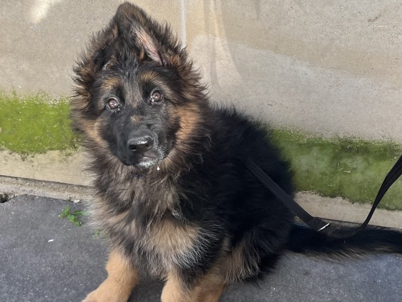 Chiot berger allemand assis sur un trottoir, oreilles dressées et poil long noir et feu.