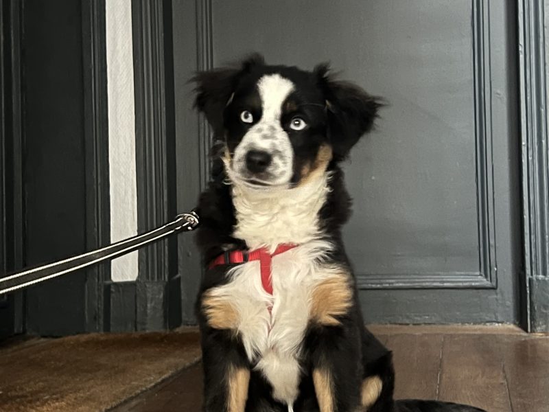 Chiot berger américain noir, blanc et feu aux yeux bleus assis en laisse sur un parquet, devant une porte peinte en gris.